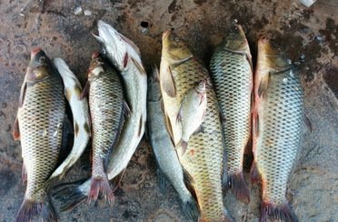 Гусь лапчатый. Фото 888.