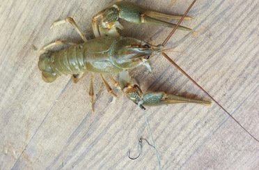 Гусь лапчатый. Фото 889.