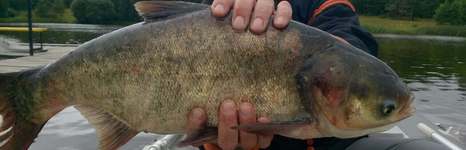 Биг фиш. Фото 8963.