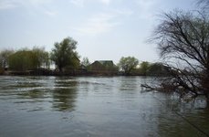 Олигри Fish. Фото 902.