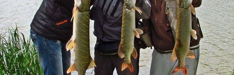 Жуки. Фото 9136.