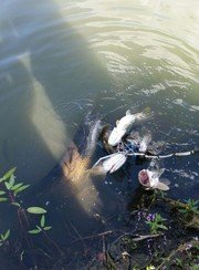 Чернавское водохранилище. Фото 9196.