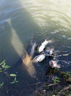 Чернавское водохранилище. Фото 9196.