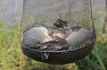 Рыбалка в Родюкино. Фото 9796.