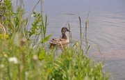 Усадьба Касакина. Фото 9939.