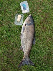 Чернавское водохранилище. Фото 9946.