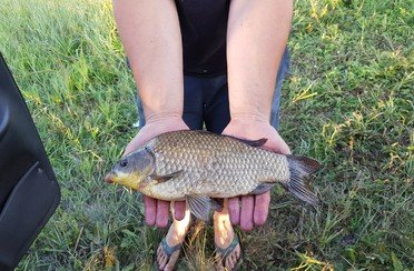 Чернавское водохранилище. Фото 9947.