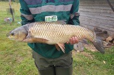 Чернавское водохранилище. Фото 9948.