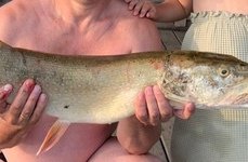 Чернавское водохранилище. Фото 9952.