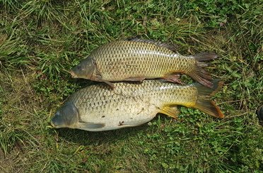 Шариповка. Фото 9982.