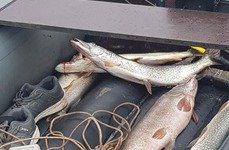 Шариповка. Фото 9984.