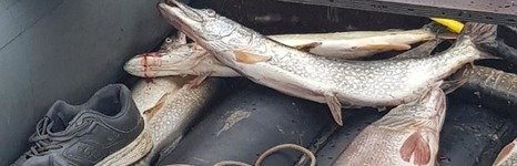 Шариповка. Фото 9984.