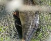 Тонин пруд отзывы. Фото 757.